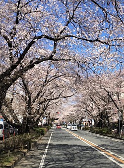 西門桜並木　2020　春