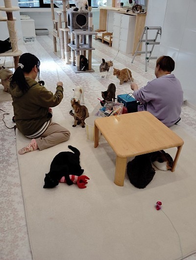 保護猫カフェ